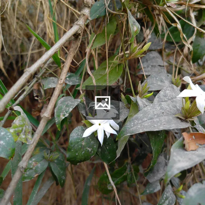 Close-up White Flowers Among Green Leaves