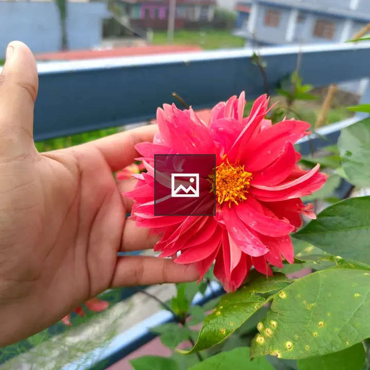 Hand Holding Pink Dahlia