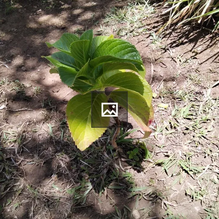 Small green plant with broad leaves