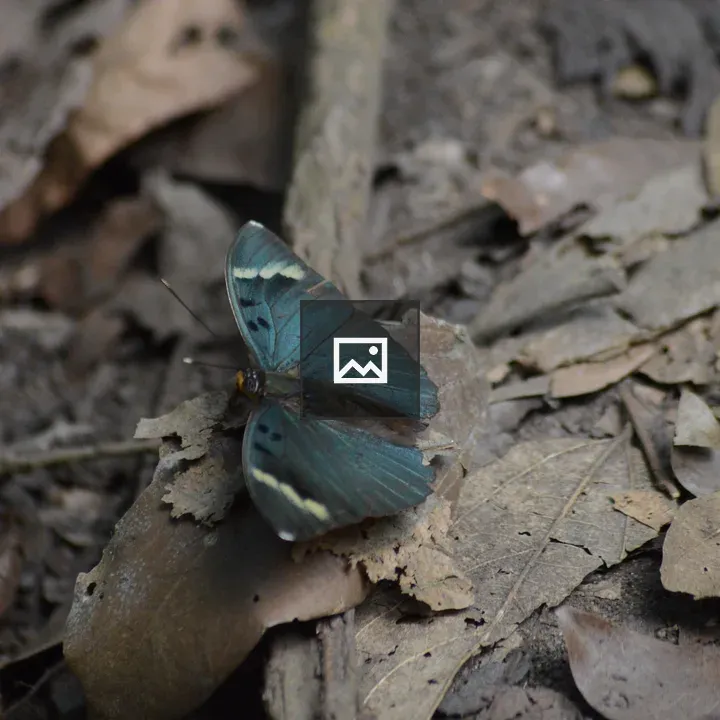 Black butterfly on dry leaves