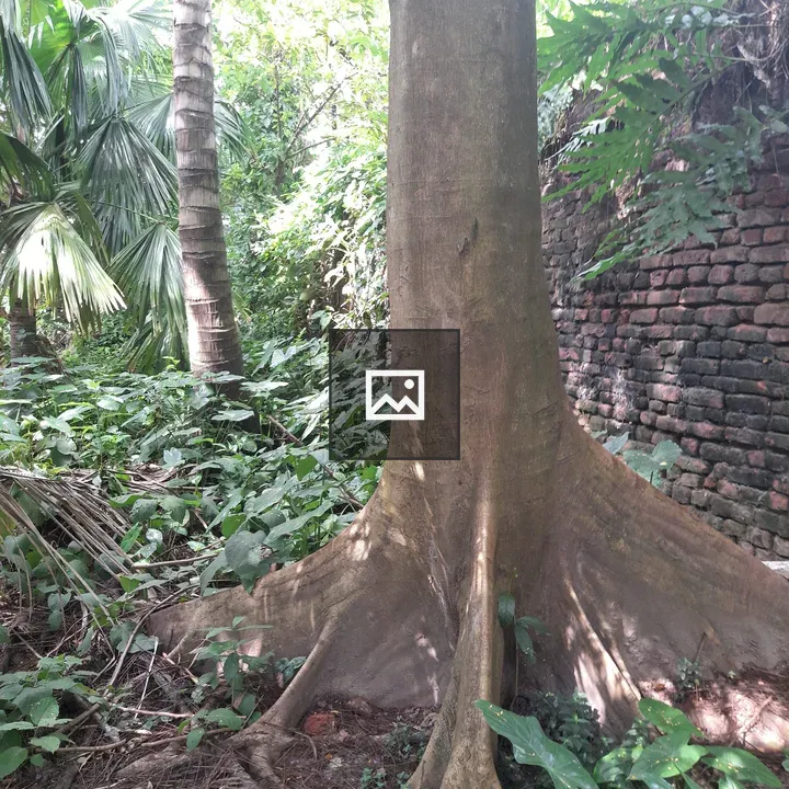Tree trunk with exposed roots