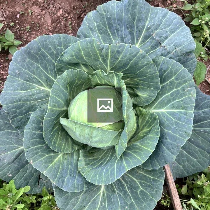 Cabbage Plant Close-Up