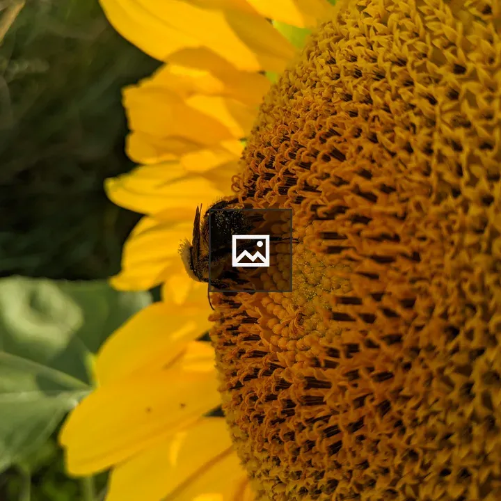 Bumblebee on a sunflower
