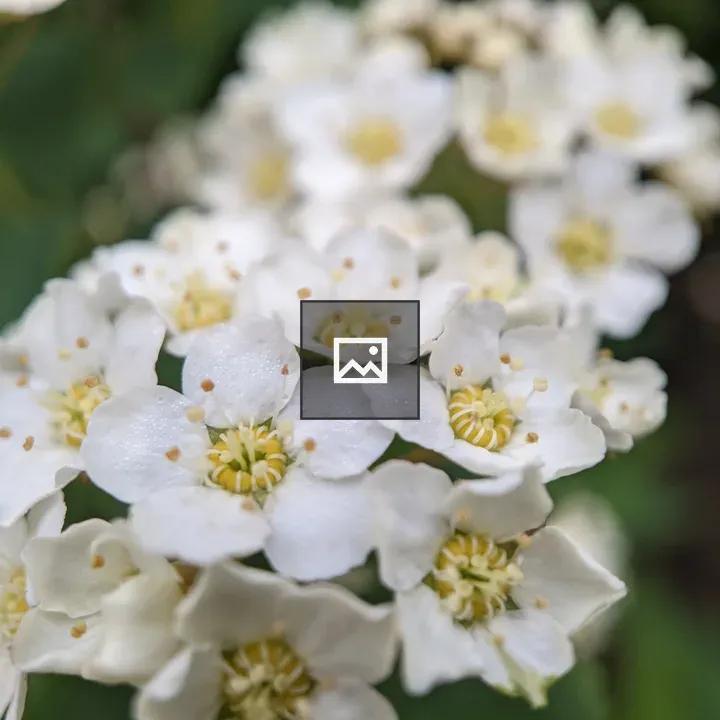 Apple Blossoms