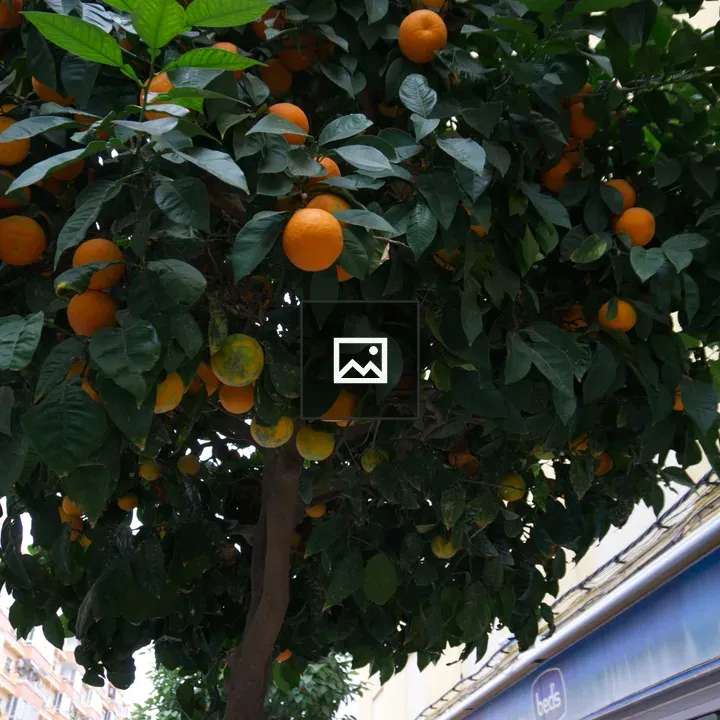 Orange tree on a city street