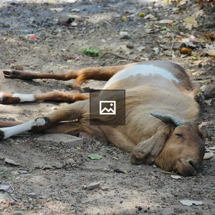 Goat Resting in Shade