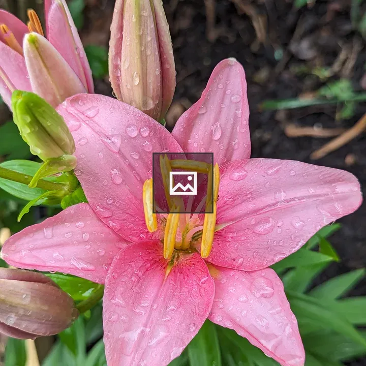 Pink Lily Flower