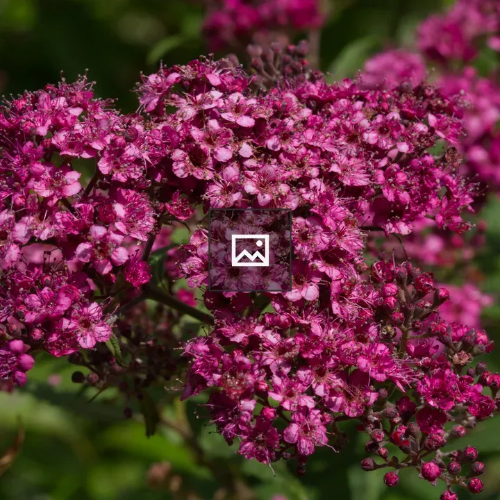Pink spirea inflorescence