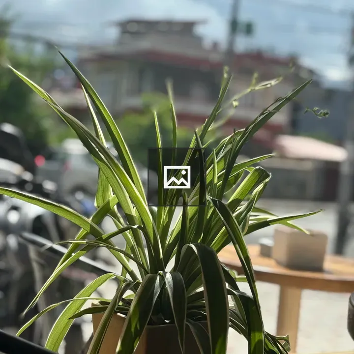 Potted plant with long green leaves
