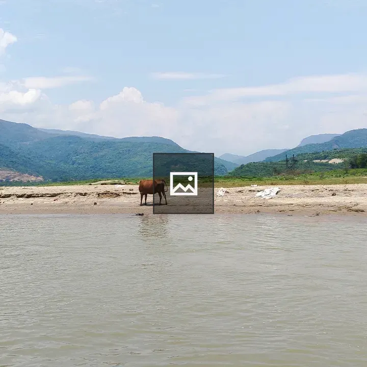 Cow in Water by River