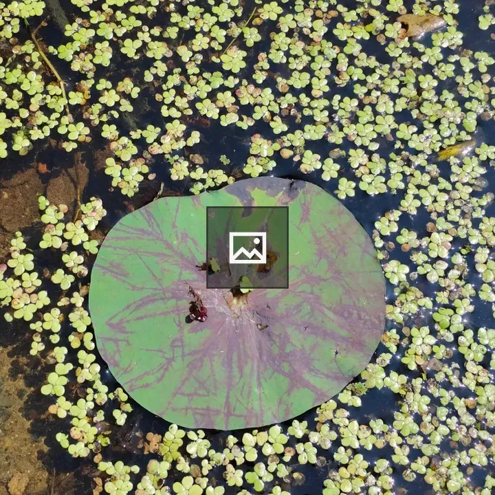 Azolla and lotus leaf