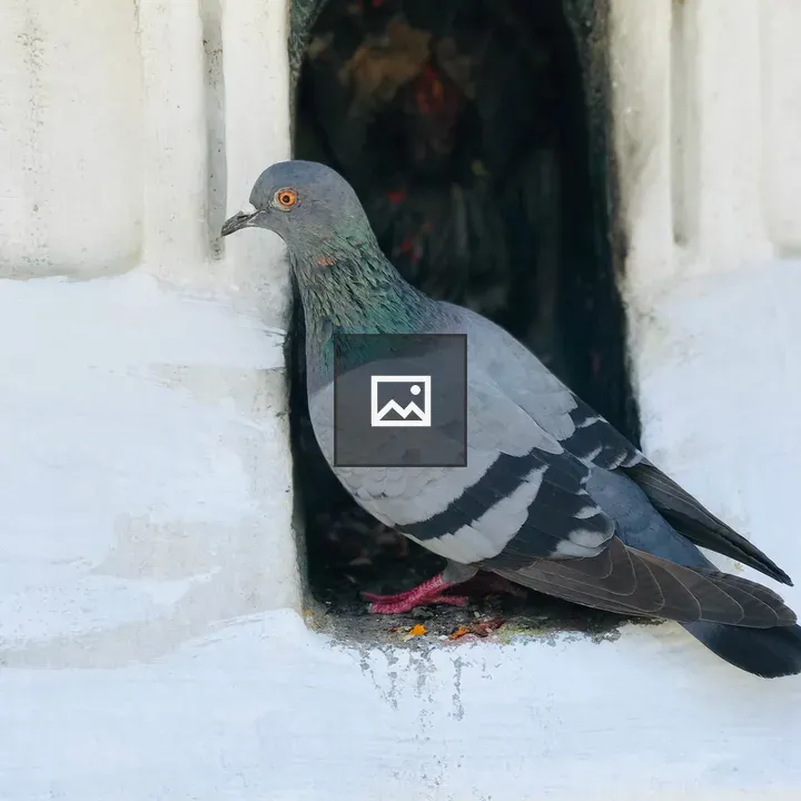 Pigeon in Window