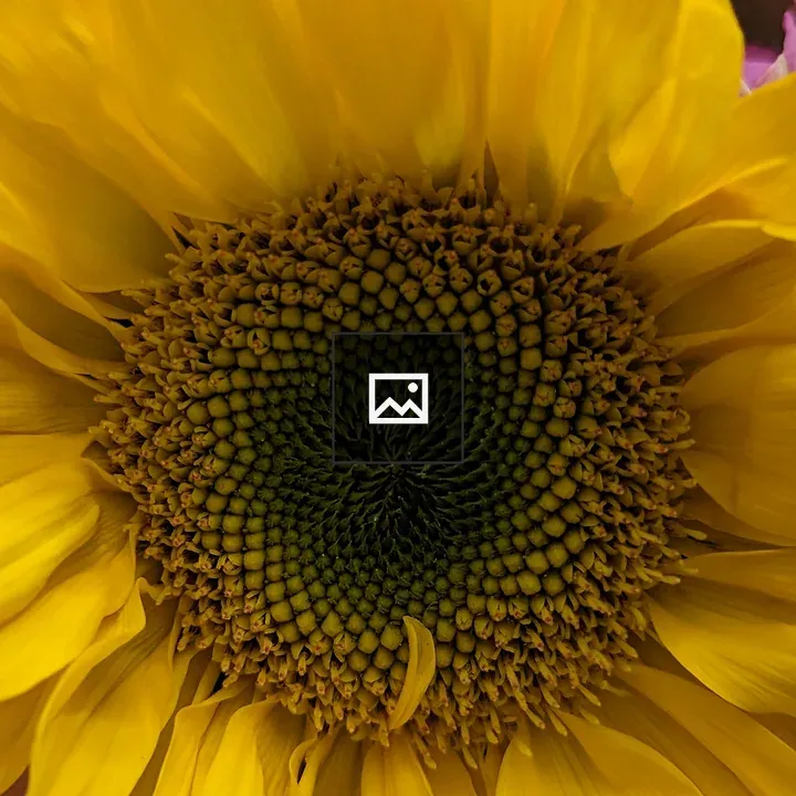 Close up of sunflower