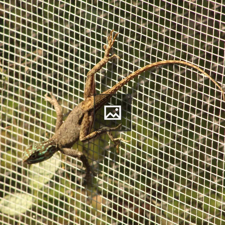 Lizard on Wire Mesh