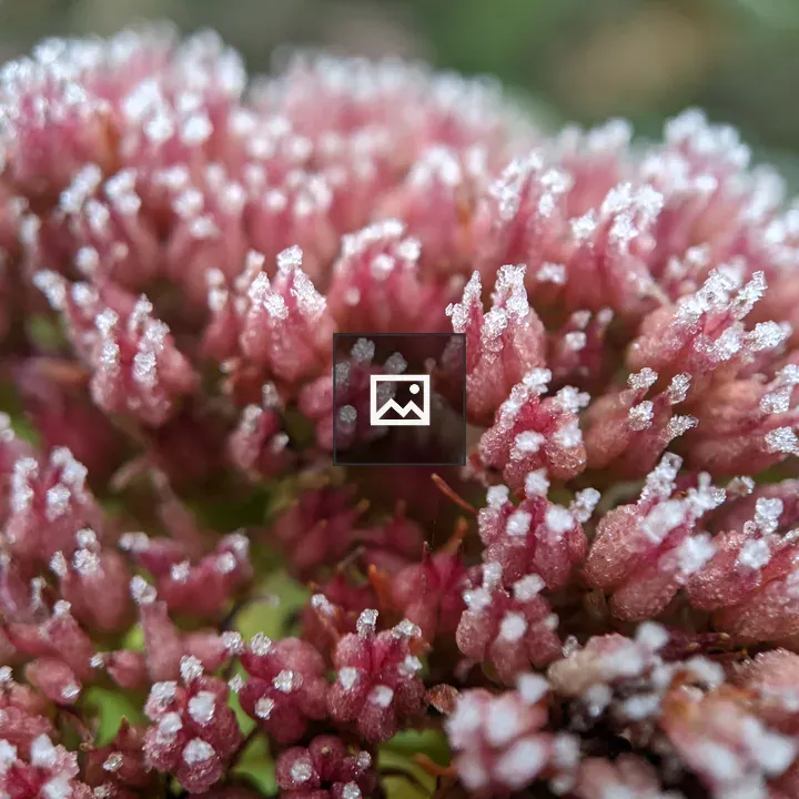 Frosted Sedum Blossom Tips