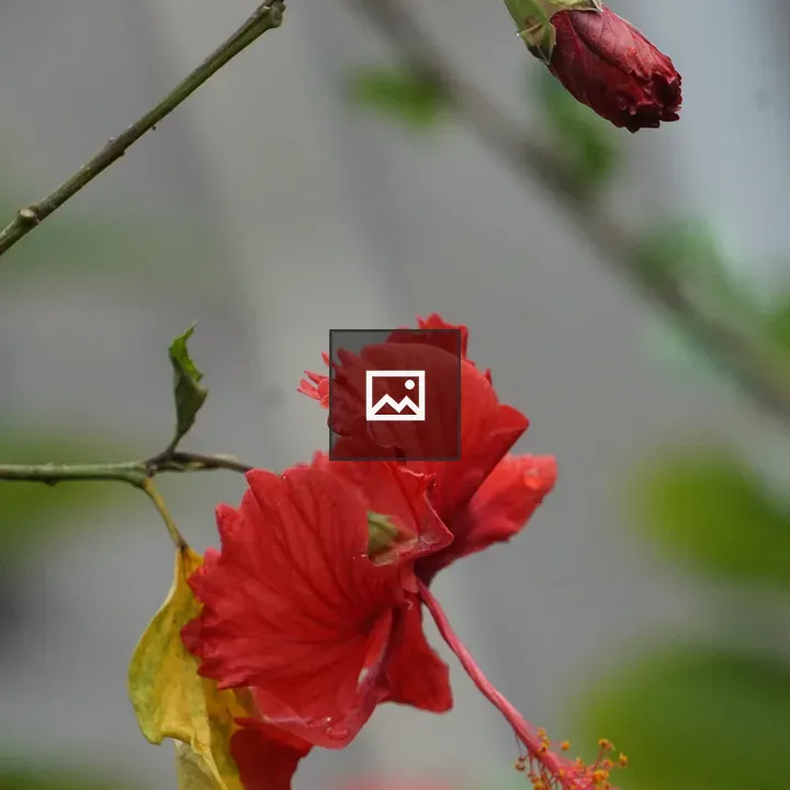 Hibiscus flower with bud