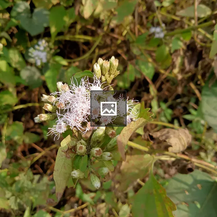 Cluster of pale purple and white flowers