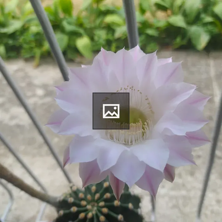 Cactus Flower Close-Up