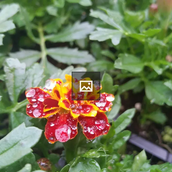 Water droplets on flower blossom