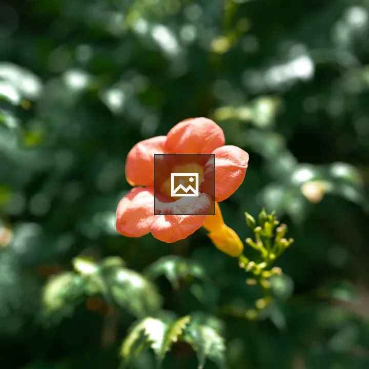Orange trumpet vine flower