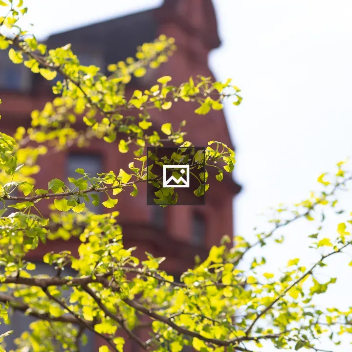 Green Leaves in City Tree
