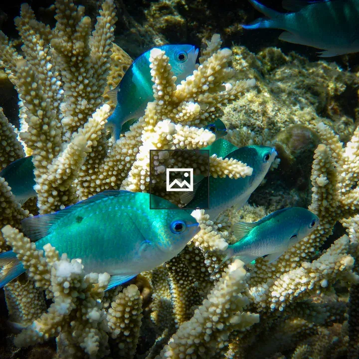 Staghorn Damsel fish