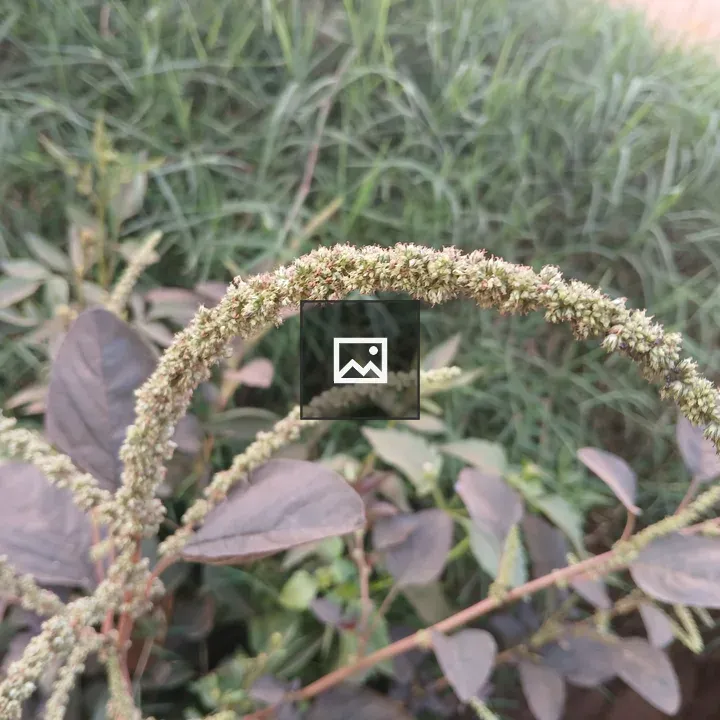 Arching plant stem with small green flowers