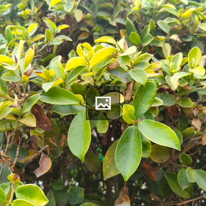 Green Leaves in Natural Light