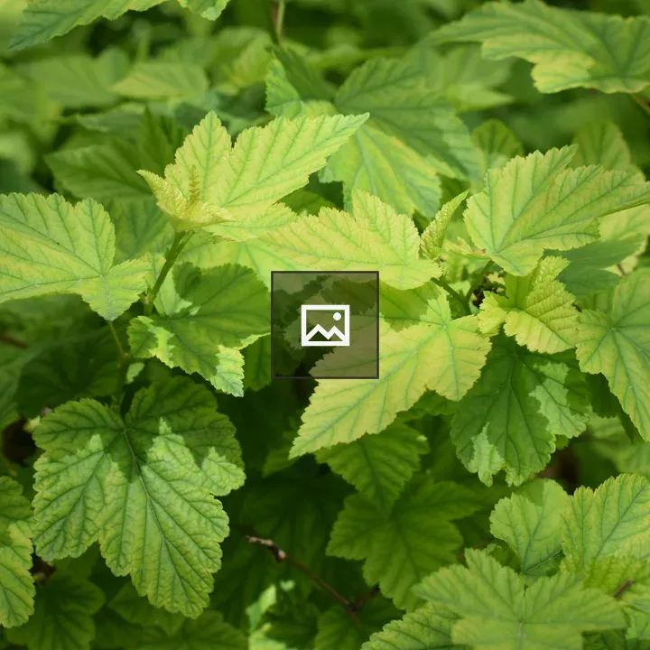 Group of yellow-green leaves