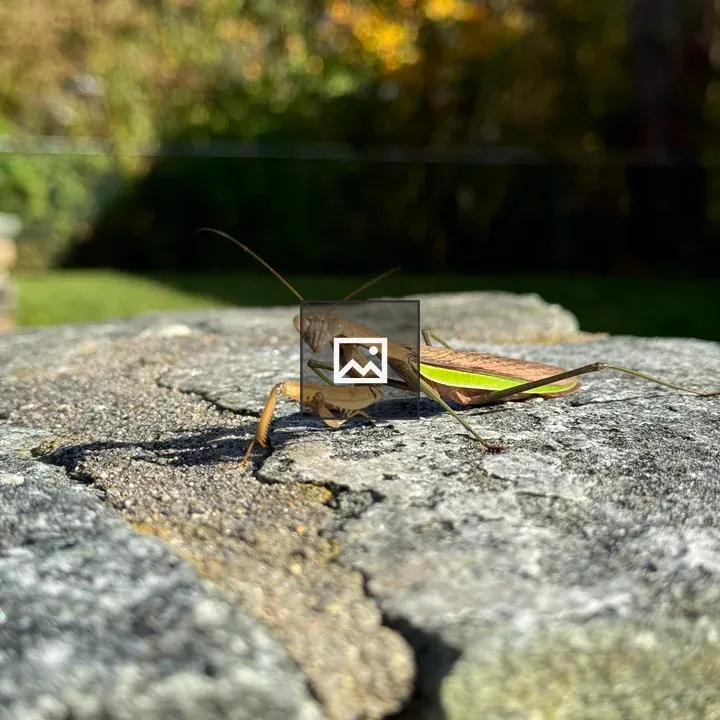 Praying mantis on stone wall