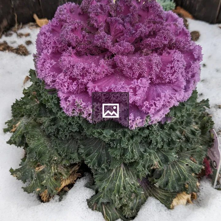 Purple kale in snow