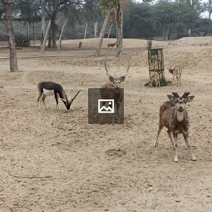 Deer at Hisar Deer Park