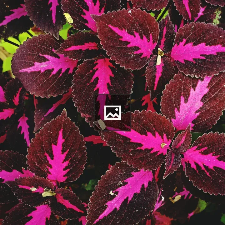 Closeup Flower Leaf