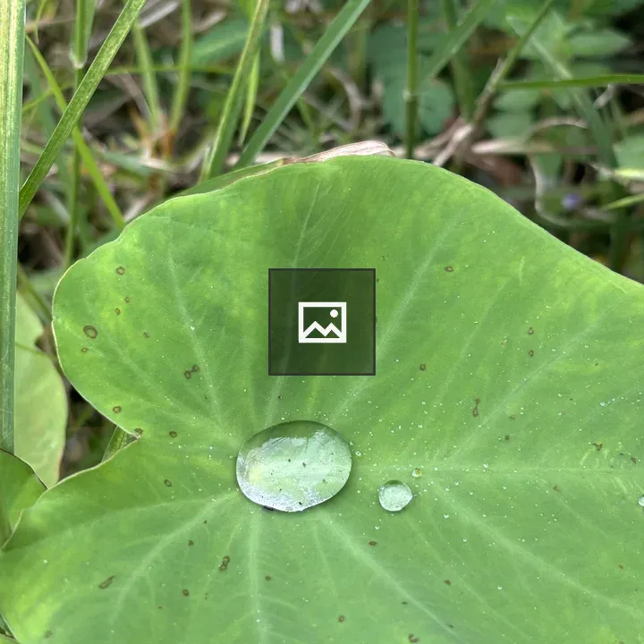 Green leaf with water droplet