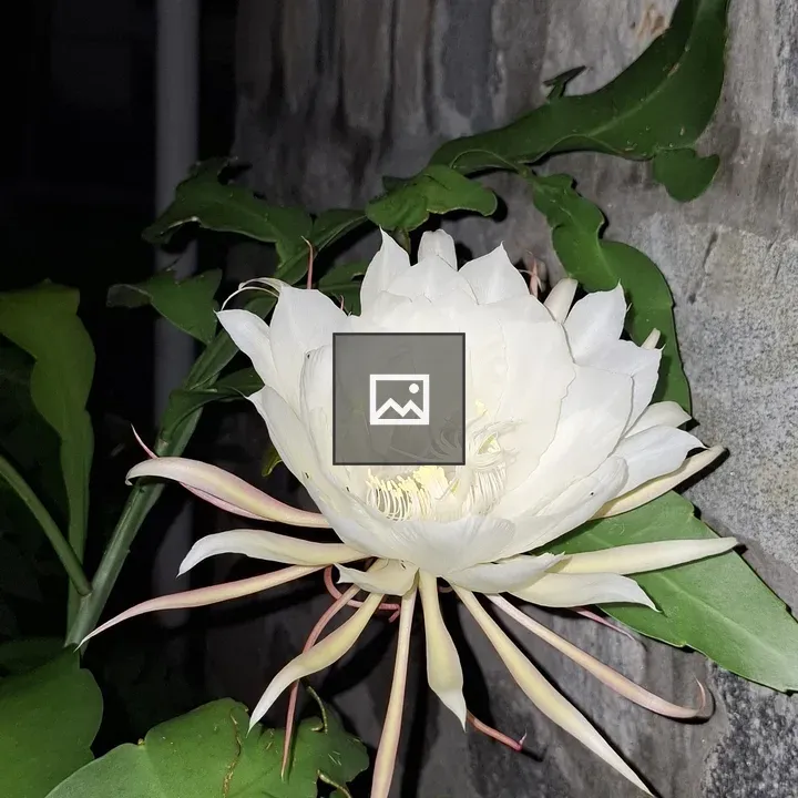 White flower against stone wall