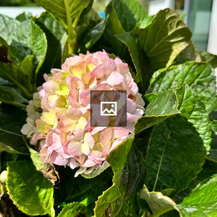 Pink Flower in Pot