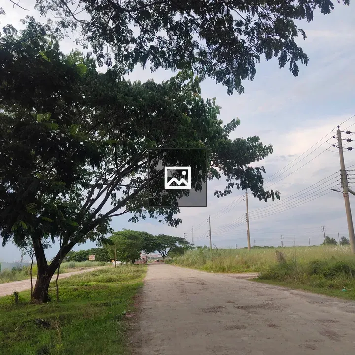 Tall tree by muddy road