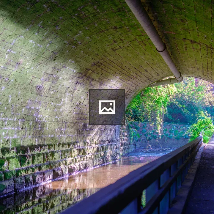 Walkway through mossy tunnel