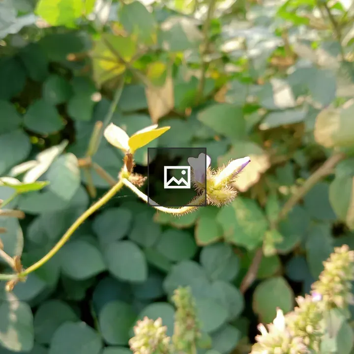 Close-up Plant with White Flower