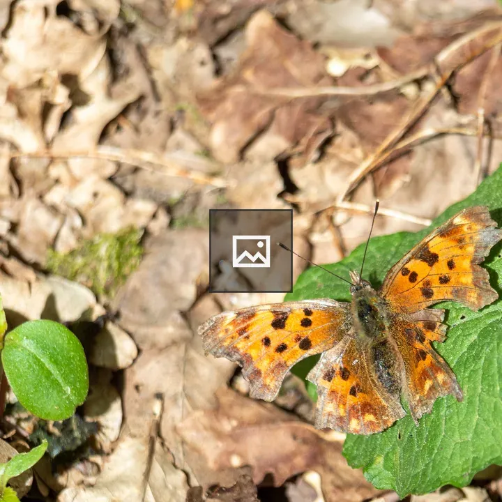Polygonia c-album butterfly