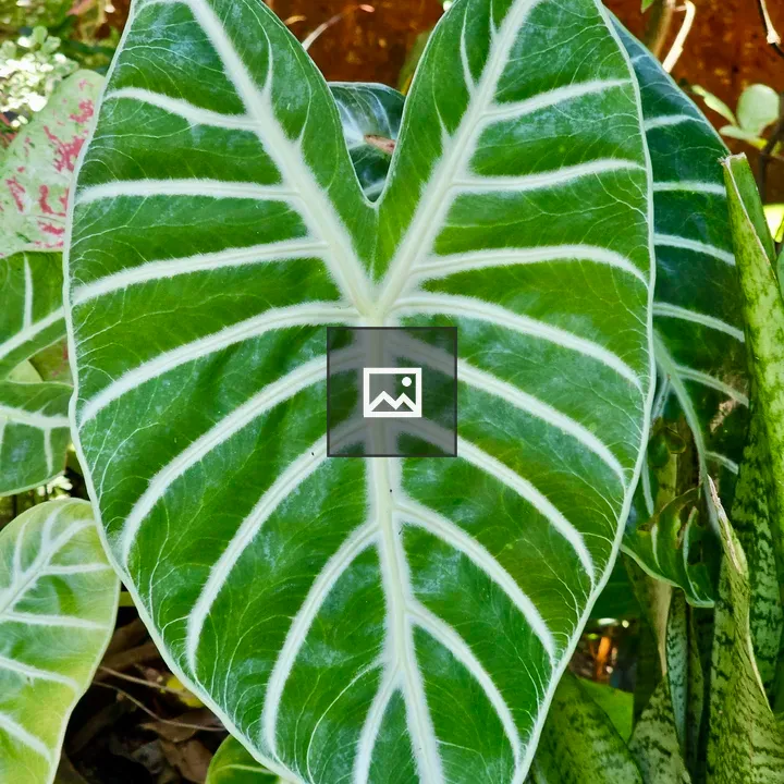 Heart-shaped Alocasia Center Leaf