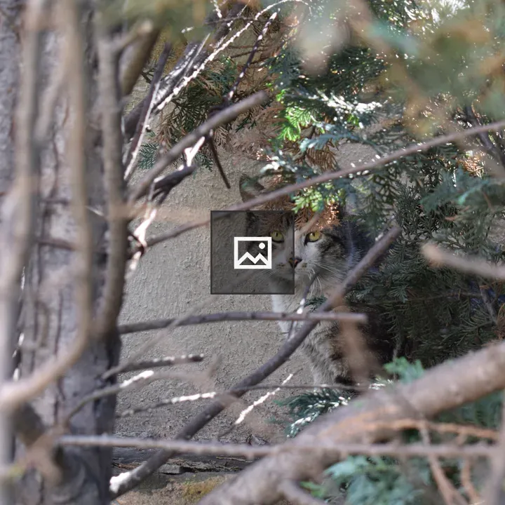 Cat Peeking Through Branches