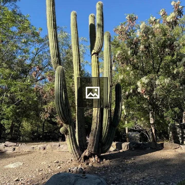 Tall cactus against blue sky
