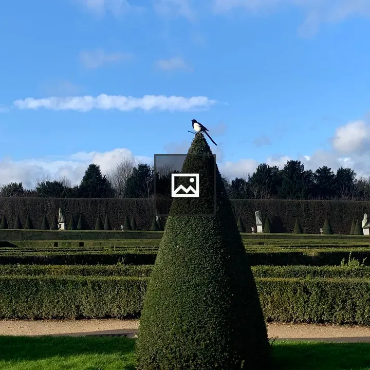 Bird on Green Bush in Versailles Gardens