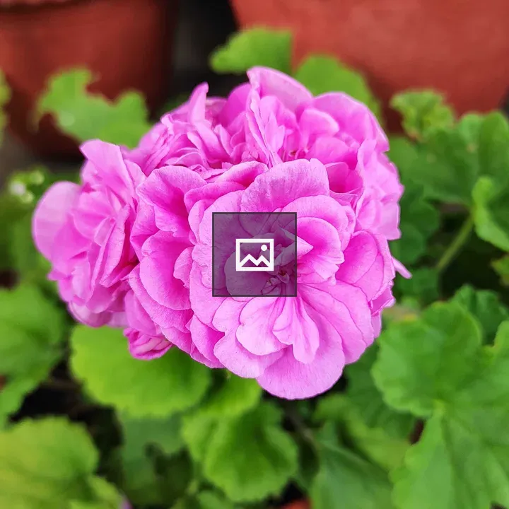 Pink geranium bloom