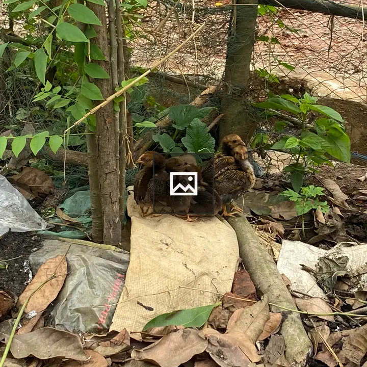 Group of brown chicks on burlap