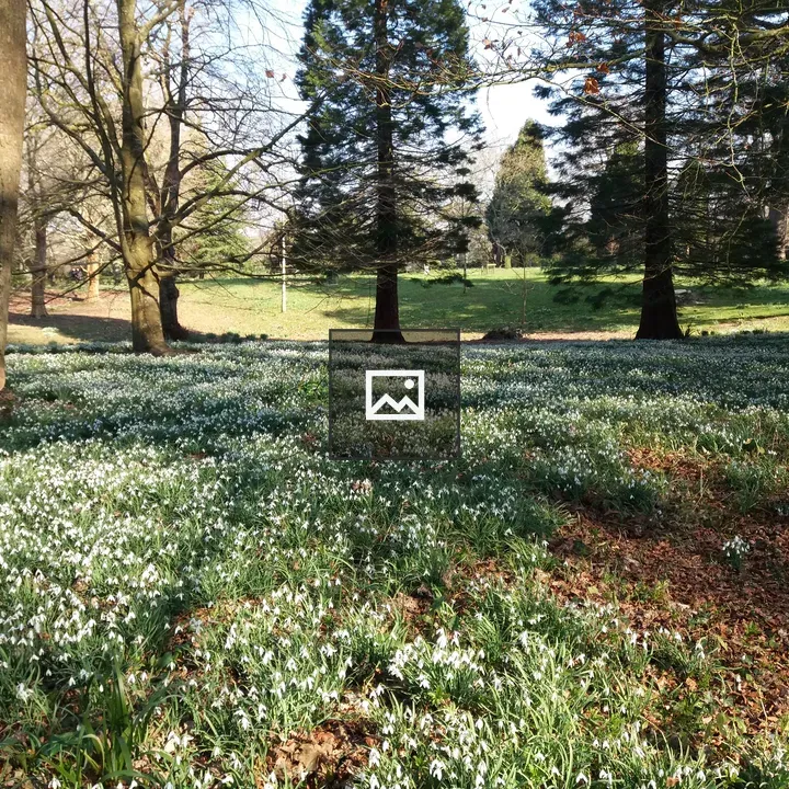 Snowdrops among trees in Kingston Lacy