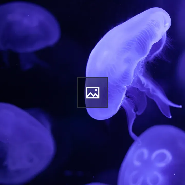 Jelly fish floating around