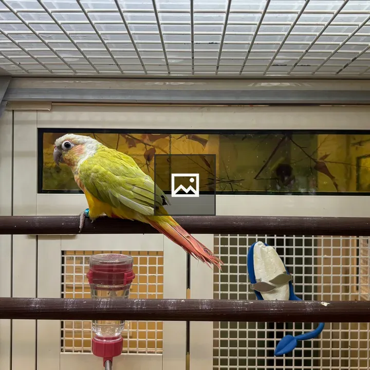 Parrot in Cage with Toys