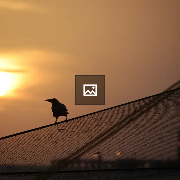Crow on Net Silhouette